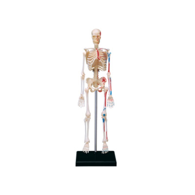 Medical Lab Assistant - 4d Scheletro completo umano Anatomia Modello