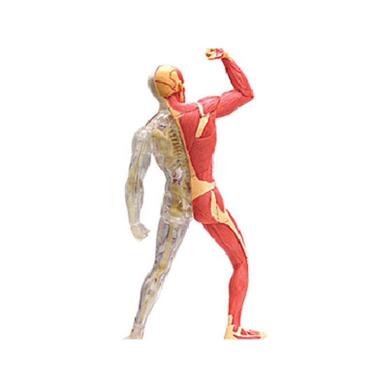 4d Master Modello di anatomia  - Medical Lab Assistant recensione e prezzo