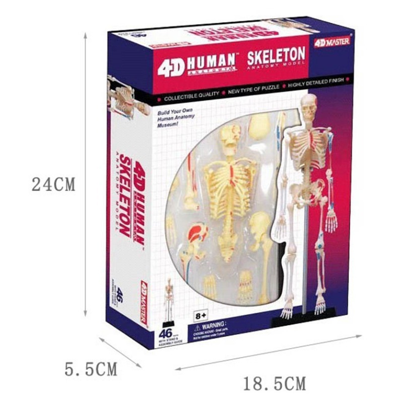 4d Scheletro completo umano An - Medical Lab Assistant recensione e prezzo