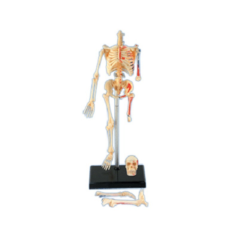 4d Scheletro completo umano An - Medical Lab Assistant recensione e prezzo