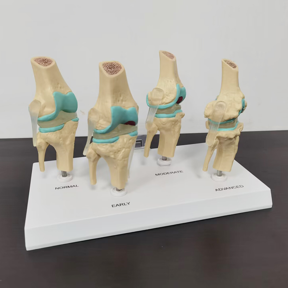 Modello di articolazione del g - Medical Lab Assistant recensione e prezzo